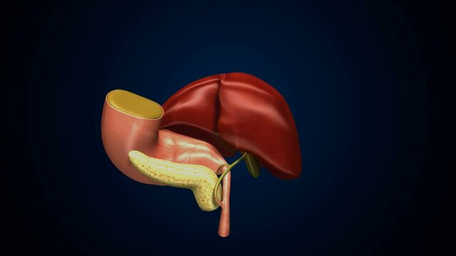 human pancreas,liver,gallbladder and stomach anatomy system. 3d illustration