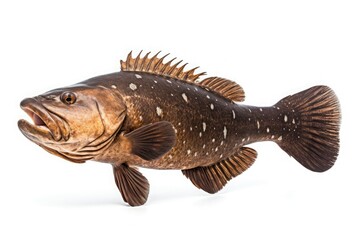 Fototapeta premium Humpback Grouper