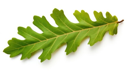 green oak leaves on a white background - obrazy, fototapety, plakaty