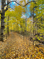 Path in forest. Markham, ON, Canada