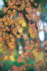 紅葉
