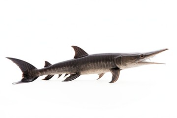 Paddlefish