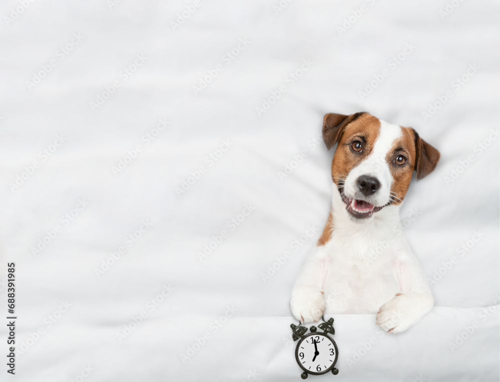Poster jack russell terrier puppy lying on a bed at home and holds alarm clock. top down view. empty space 