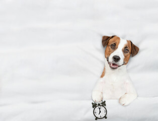 Jack russell terrier puppy lying on a bed at home and holds alarm clock. Top down view. Empty space for text - obrazy, fototapety, plakaty
