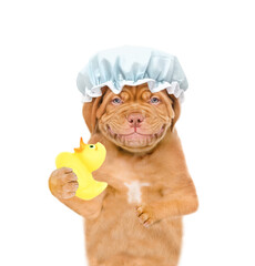 Smiling Mastiff puppy wearing shower cap holds rubber duck. isolated on white background