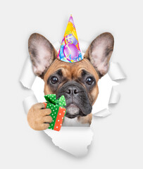 French bulldog puppy wearing party cap looking through the hole in white paper and holds gift box