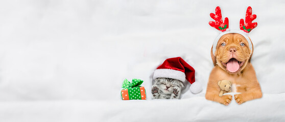 Happy mastiff puppy dressed like santa claus reindeer  Rudolf sleeps with cozy kitten under white...