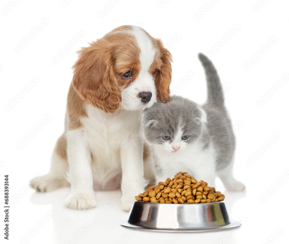 Aufkleber cavalier king charles spaniel sits with tiny kitten look at bowl of dry pets food. isolated on white
