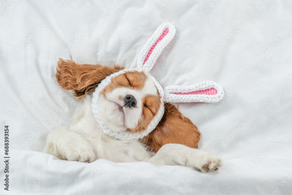 Sticker funny cavalier king charles spaniel puppy wearing easter rabbits ears sleeps on a bed under warm whi