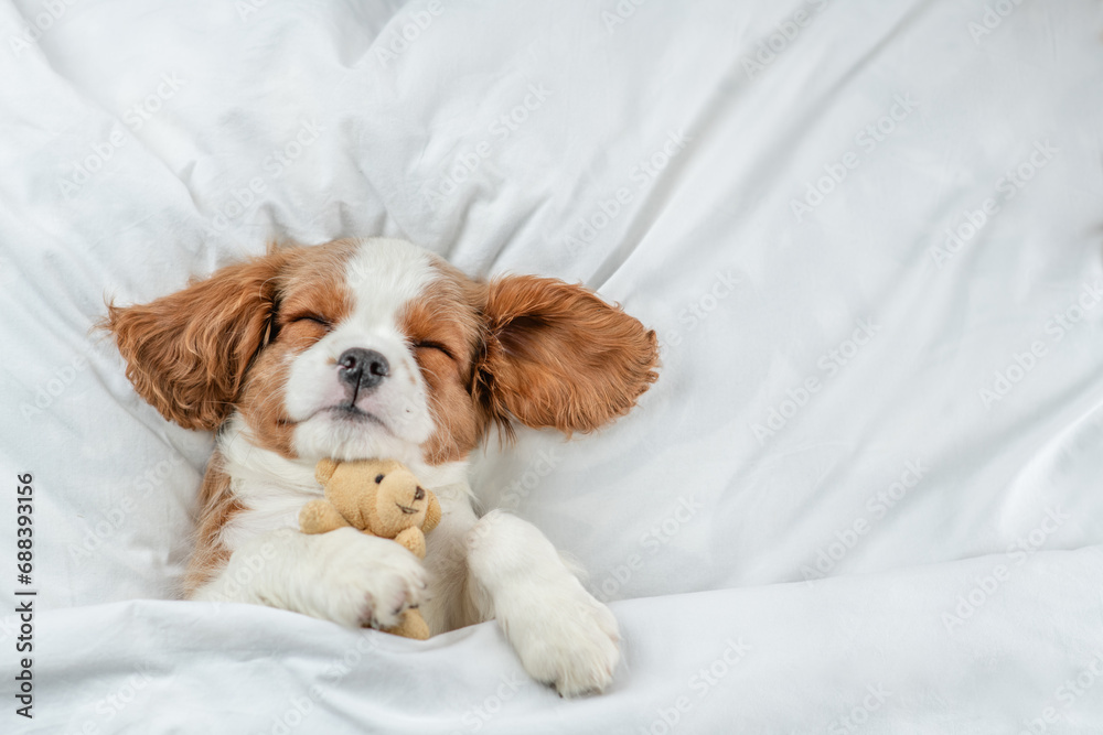 Poster cozy cavalier king charles spaniel puppy sleeps on a bed at home and hugs toy bear. top down view. e
