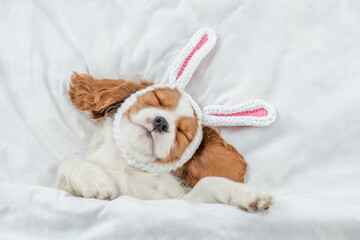 Funny Cavalier King Charles Spaniel puppy wearing easter rabbits ears sleeps on a bed under warm white blanket at home. Empty space for text