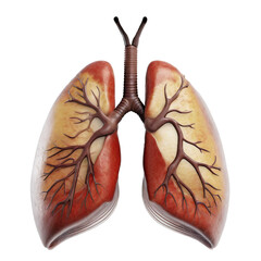 Detailed Close-up Anatomy of the Lung. Generative AI