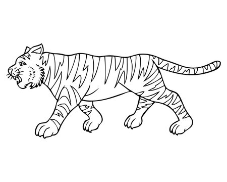 tiger line vector illustration