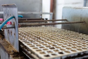 Greenhouse facilities. Automatic conveyor for planting seeds in agriculture in greenhouse
