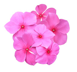 Madagascar periwinkle or Vinca or Old maid or Cayenne jasmine or Rose periwinkle flower. Close up...