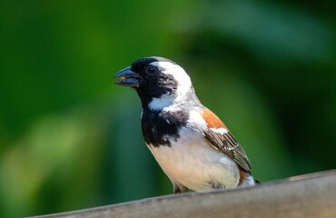 Cape sparrow feeding from a bird feeder in a garden in South Africa