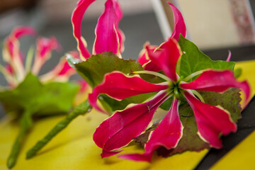 This image features a striking pink flower with prominent green leaves resting on a yellow surface. The vivacious colors of the flower stand out sharply against the background, drawing attention to
