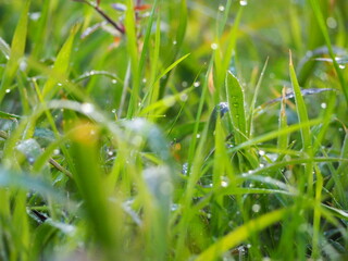 dew on grass