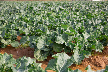 Naklejka premium Field planted with ripening broccoli cultivars. Agricultural food production
