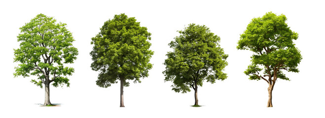 Collection of PNG. Tree isolated on a transparent background.