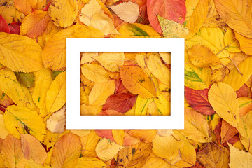 Thick horizontal frame lies on autumn leaves