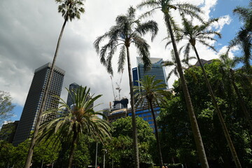 Fototapeta na wymiar palm trees in the city in front of Sydney skyline, Sydney Australia 