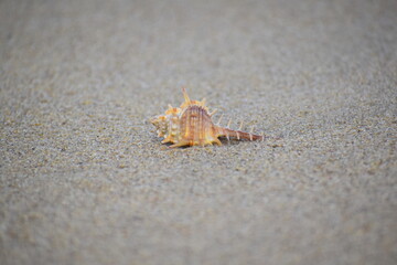 Sea beach