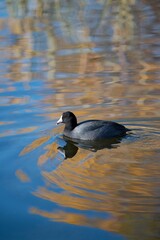 coot in the gold