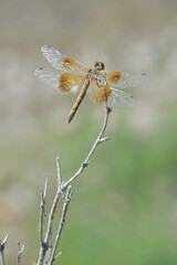 Female Western Meadowhawk dragonfly waiting for prey