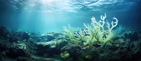 Fototapeta na wymiar Underwater photo of laminaria sea kale on an ocean reef.
