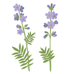Greek valerian, Jacob's-ladder flowers, vector drawing wild plants at white background, Polemonium caeruleum, floral elements, hand drawn botanical illustration