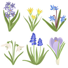 hyacinth, scilla and daffodils, snowdrop, muscari and crocus,, spring flowers, vector drawing wild plants at white background, floral elements, hand drawn botanical illustration - obrazy, fototapety, plakaty