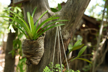Ornamental plants in the garden