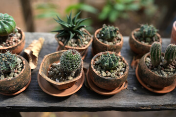 Garden cacti placed on old wood