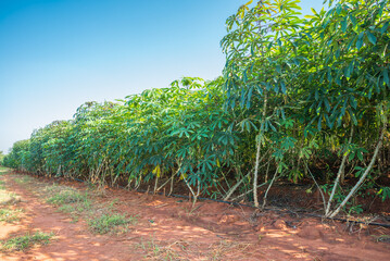 Cassava field in a row plantation in blue clear sky sunny day background. Agriculture, plantation, crop concept.
