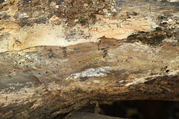 The old wooden floor is weathered from time.