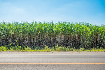 Roadside agriculture sugarcane field farm with blue sky sunny day background, Thailand. Sugar cane plant tree in countryside for food industry or renewable bioenergy power. - obrazy, fototapety, plakaty