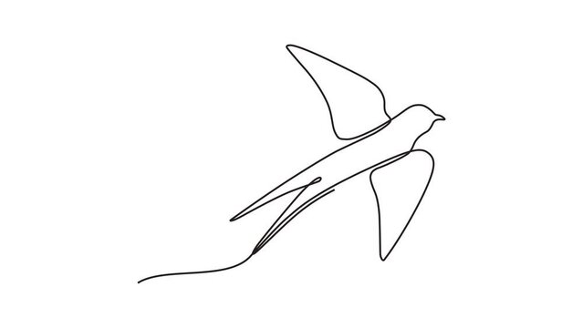 Continuous one-line animation video of a swallow in flight. Bird in flight isolated on transparent background. concept of a swallow flying in a moving line animation video style. 4k videos.