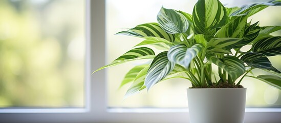 Aglaonema, a green air-purifying plant, in a black potted plant by a white-curtained window in the corner of a bedroom or living room, with natural light.