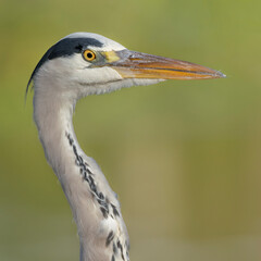 Grey heron portrait with a green background