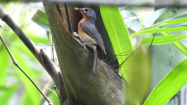 the view of a worm flycatcher bird coming to the nest to bring food for its young