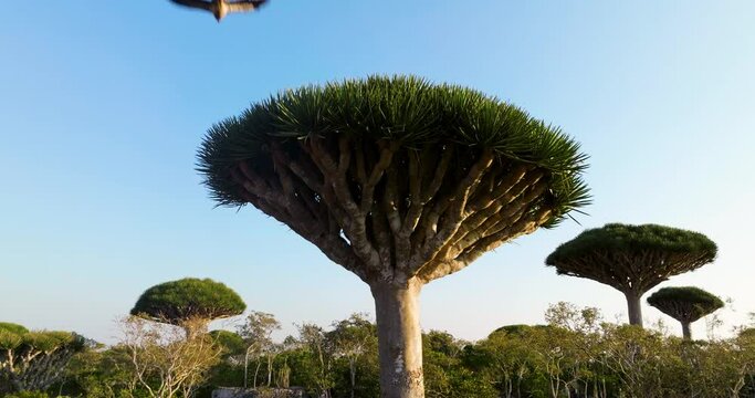 Firhmin Forest With Dragon Blood Trees In Socotra, Yemen - Drone Shot