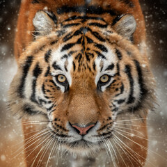 Closeup Adult Tiger portrait in cold time. Tiger snow in wild winter nature