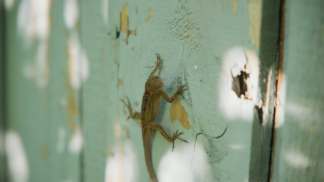 Small brown lizard standing on a old wood fence