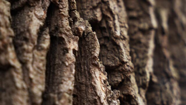 Texture of tree trunk in the forest Close up of texture of an old oak tree bark.
