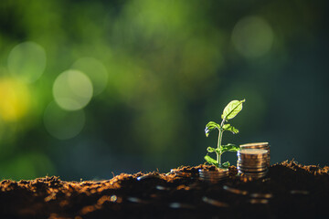 Money and tree grow up to saving money concept