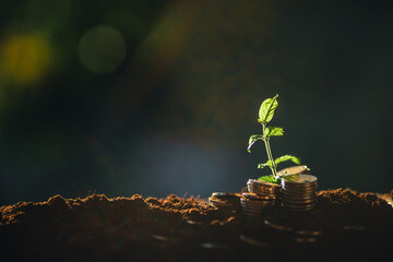 Money and tree grow up to saving money concept