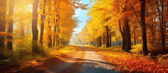 Peaceful autumn, lovely forest with colorful trees and path on a sunny day.