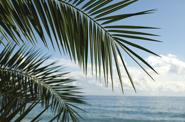 Close-up of a palm branch against the sea