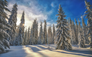 Enchanting Winter Wonderland: Majestic Pine Trees Blanketed in Glistening Snow